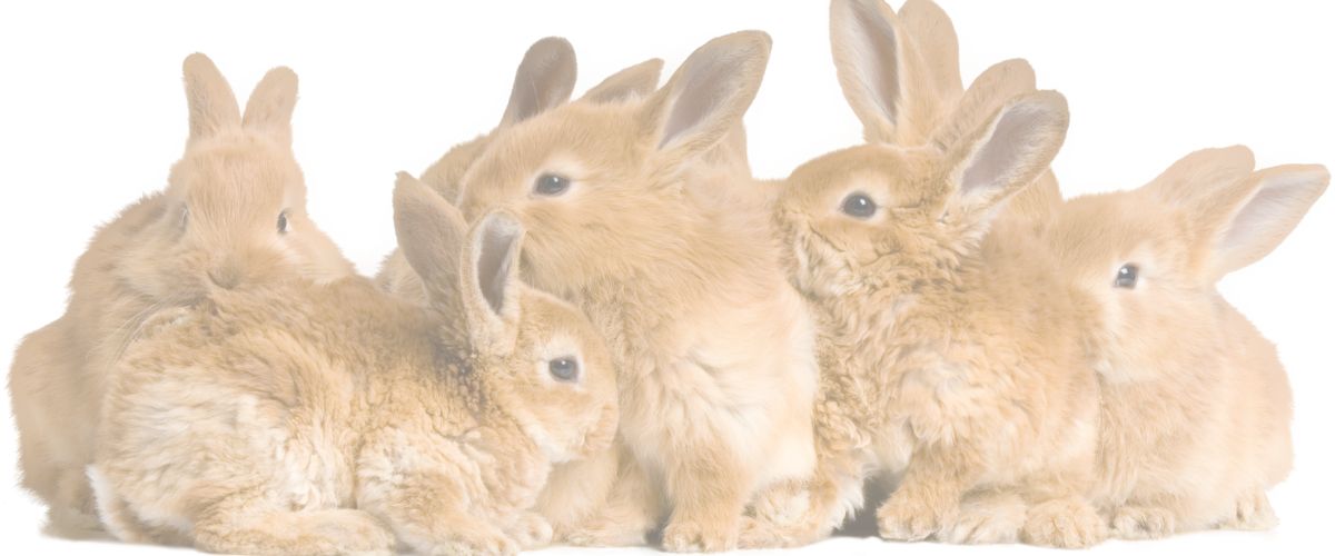 All the best for your rabbit background