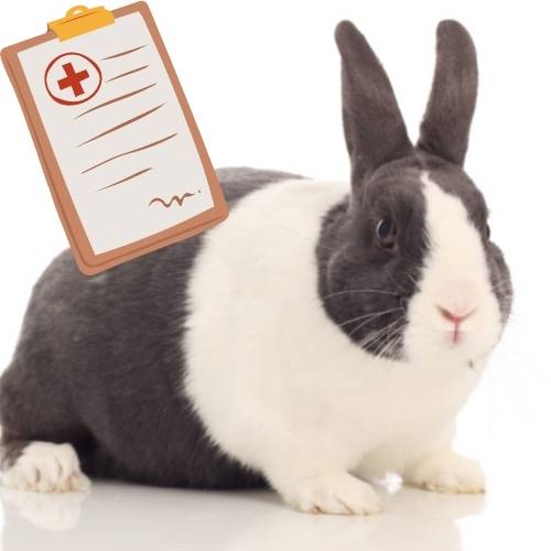 Your Rabbit’s Health: A Guide to Keep Your Bunny Happy and Healthy
