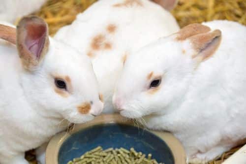 The Benefits of a High-Quality Pellet Diet for Your Rabbit's Health