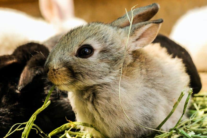 How to Identify and Treat Common Eye Issues in Rabbits